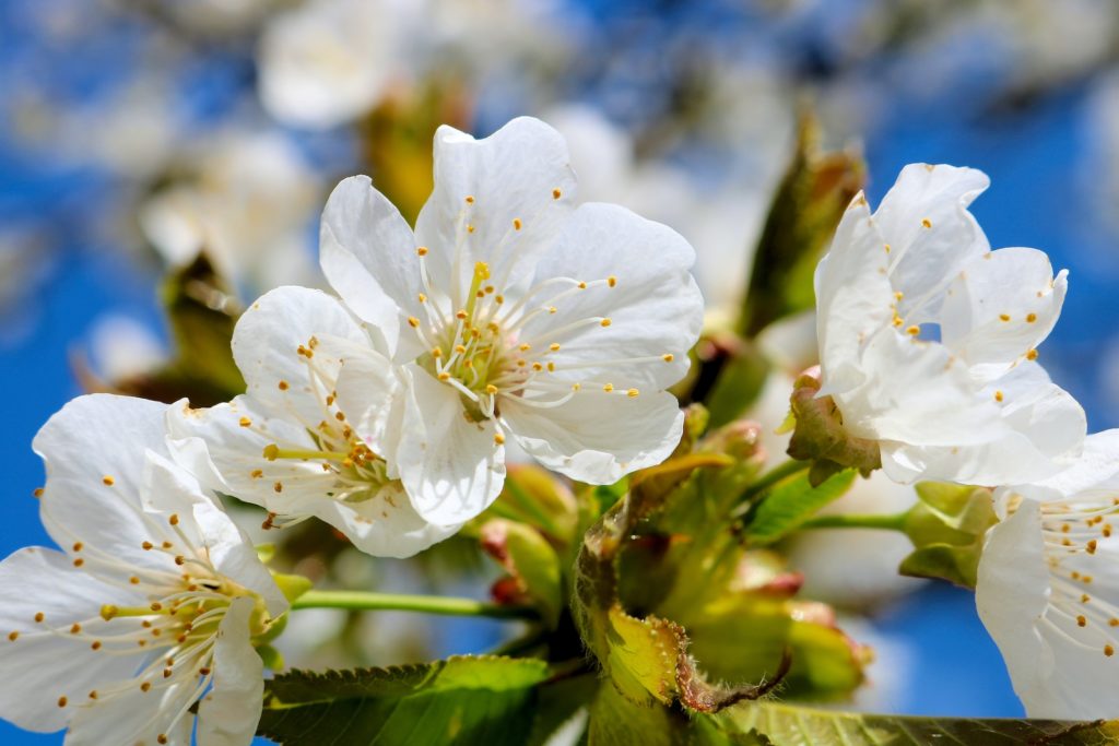 white cherry blossom in close up photography