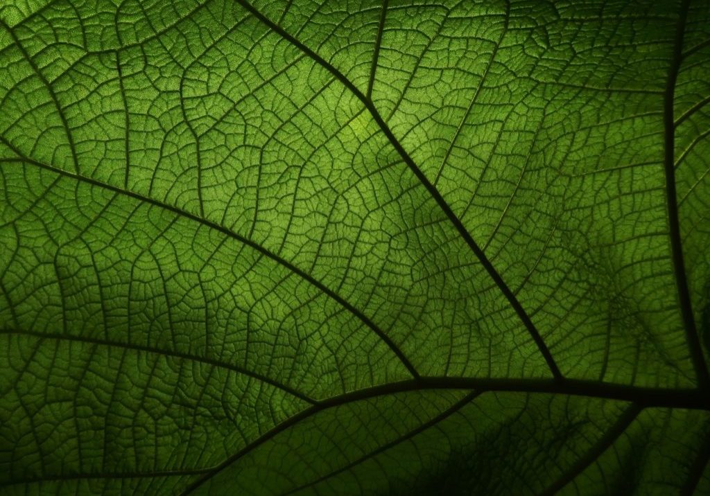 leaf-4719686_1280